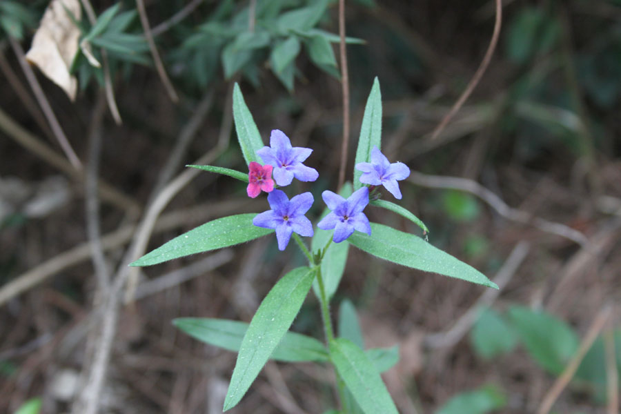 bosco misto: Buglossoides purpurocaerulea